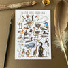 Alexia Claire | Water Birds of Britain | Postcard | Conscious Craft